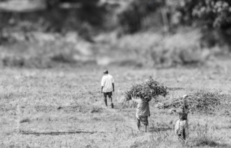 Across the Harvested Field