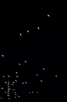 Ephemeral Flight - Fine Art Photography Prints, Limited Edition Photography, Luxury Photography Art,  Museum-Quality Photography, Art Photography Collectors