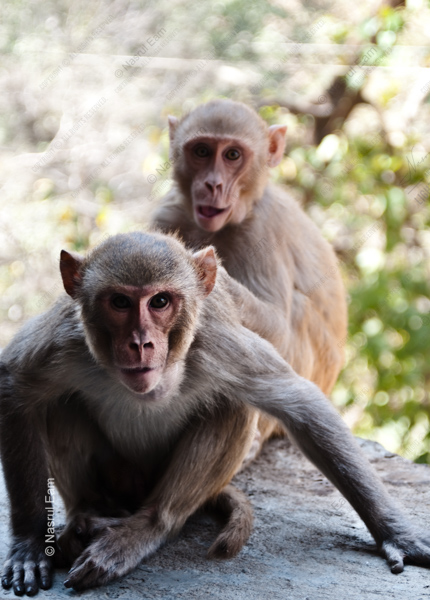 Two Monkeys on a Ledge
