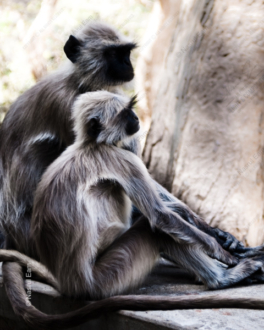 Contemplative Vigil - Fine Art Photography Print, Limited Edition Photography,  Wildlife Photography,  Nature Photography, Art Photography for Sale