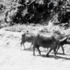 Boy Leading Water Buffalo - Fine Art Photography Print, Limited Edition Photography, Giclée Print, Black and White Photography,  Art Photography Investment