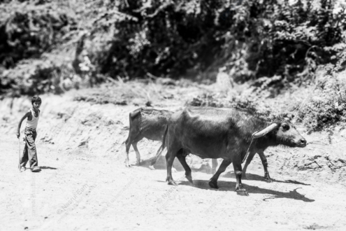 Boy Leading Water Buffalo - Fine Art Photography Print, Limited Edition Photography, Giclée Print, Black and White Photography,  Art Photography Investment