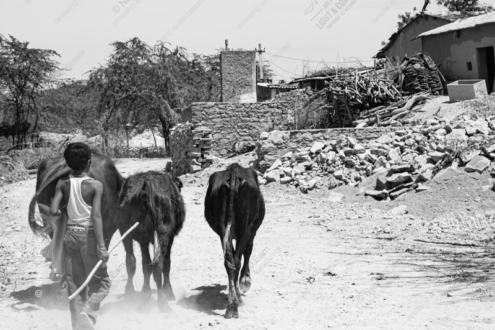 Leading Water Buffalo Home - Fine Art Photography Print, Limited Edition Photography, Monochrome Photography,  Art Photography Print,  Nasrul Eam