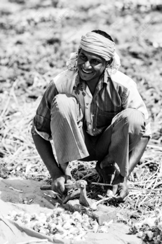 Harvest Joy