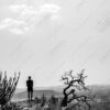 A Man and a Gnarled Tree on a Hillside
