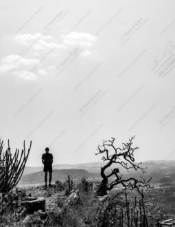 A Man and a Gnarled Tree on a Hillside