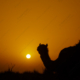 nasrul eam 20090407 19.Thar Desert DSC 8568