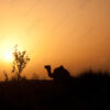 Camel at Sunset - Fine Art Photography Print, Limited Edition Photography, Camel Sunset Photography, Luxury Photography Art,  Museum-Quality Print
