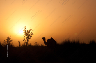 Camel at Sunset