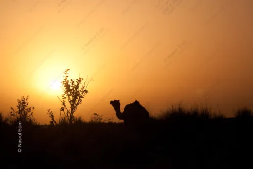 Camel at Sunset - Fine Art Photography Print, Limited Edition Photography, Camel Sunset Photography, Luxury Photography Art,  Museum-Quality Print