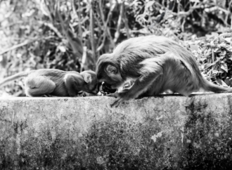 A Quiet Nuzzle on the Stone Ledge