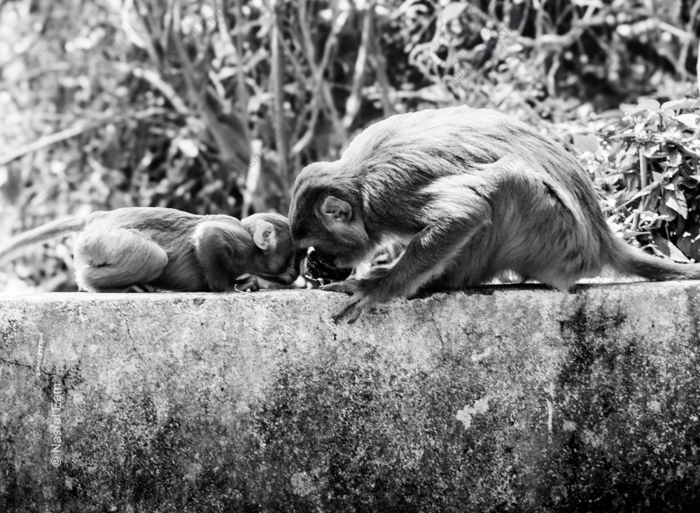 A Quiet Nuzzle on the Stone Ledge