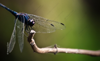 Dragonfly Perch