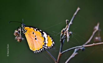 Plain Tiger on Dried Stem