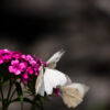 White Wings on Magenta - Fine Art Photography Prints, Limited Edition Photography, Giclée Print,  Luxury Photography Art, Art Photography Investment