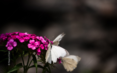 White Wings on Magenta - Fine Art Photography Prints, Limited Edition Photography, Giclée Print,  Luxury Photography Art, Art Photography Investment