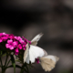 White Wings on Magenta - Fine Art Photography Prints, Limited Edition Photography, Giclée Print,  Luxury Photography Art, Art Photography Investment