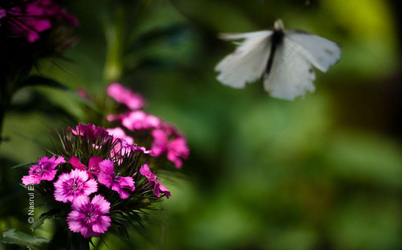 White Butterfly Near Pink Dianthus