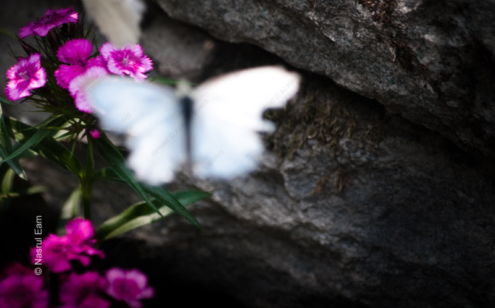 White Wings, Pink Blooms - Fine Art Photography Print, Limited Edition Photography, Giclée Print, Nature Photography, Fine Art Print