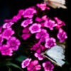 White Wings on Magenta Bloom - Fine Art Photography Print, Limited Edition Photography,  Luxury Photography Art,  Museum-Quality Photography, Art Photography Collectors