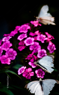 White Wings on Magenta Bloom - Fine Art Photography Print, Limited Edition Photography,  Luxury Photography Art,  Museum-Quality Photography, Art Photography Collectors