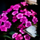 White Wings on Magenta Bloom - Fine Art Photography Print, Limited Edition Photography,  Luxury Photography Art,  Museum-Quality Photography, Art Photography Collectors