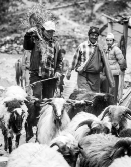 Shepherds and Flock on a Mountain Path