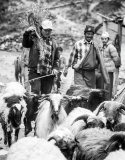 Shepherds and Flock on a Mountain Path