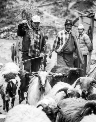 Shepherds and Flock on a Mountain Path