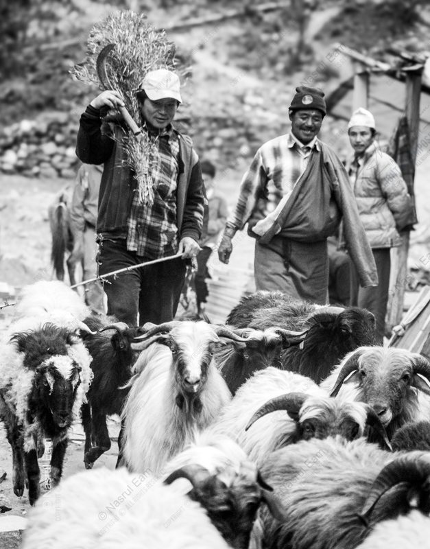 Shepherds and Flock on a Mountain Path
