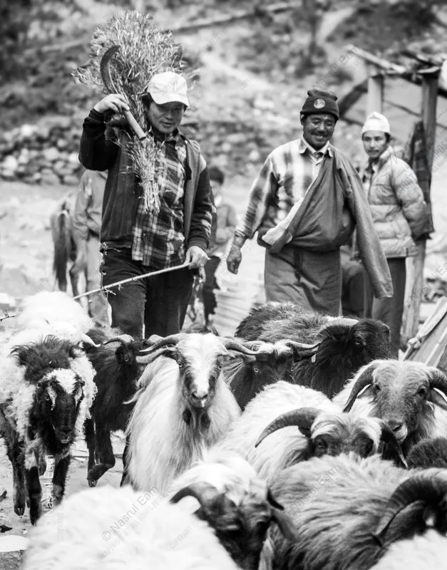 Shepherds and Flock on a Mountain Path