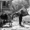 A Figure and Pack Animals on a Sunlit Stone Path