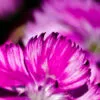 Fuchsia Serrations - Fine Art Photography Print, Limited Edition Photography, Luxury Photography Art, Contemporary Art Photography, Giclée Photography