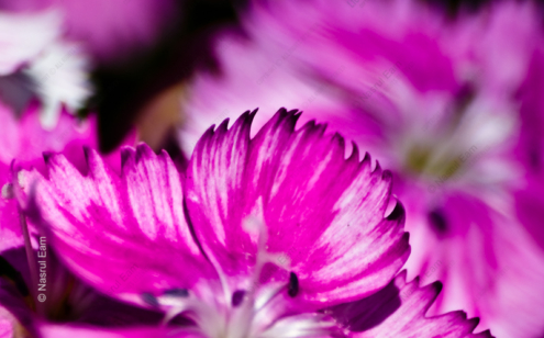 Fuchsia Serrations - Fine Art Photography Print, Limited Edition Photography, Luxury Photography Art,  Contemporary Art Photography, Giclée Photography