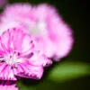 Sweet William's Whisper - Fine Art Photography Print, Limited Edition Print, Giclée Print, Art Photography, Flower Photography