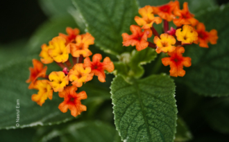 Incandescent Blossoms