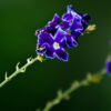 Indigo Blossoms - Fine Art Photography Prints, Limited Edition Photography, Luxury Photography Art, Museum-Quality Photography, Art Photography Prints