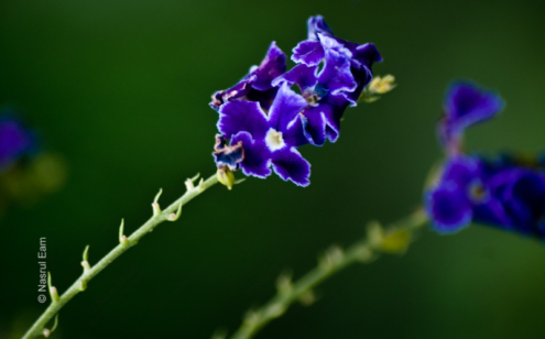 Indigo Blossoms - Fine Art Photography Prints, Limited Edition Photography, Luxury Photography Art, Museum-Quality Photography, Art Photography Prints