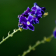 Indigo Blossoms - Fine Art Photography Prints, Limited Edition Photography, Luxury Photography Art, Museum-Quality Photography, Art Photography Prints