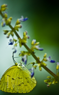 Lemon Emigrant on a Verdant Stem - Fine Art Photography Print, Limited Edition Photography, Butterfly Photography, Nature Photography, Luxury Art Print