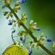 Lemon Emigrant on a Verdant Stem - Fine Art Photography Print, Limited Edition Photography, Butterfly Photography, Nature Photography, Luxury Art Print