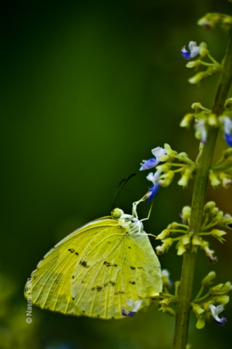 Lemon Emigrant on Lavender Bloom