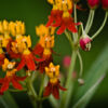 Asclepias Embrace - Fine Art Photography Print, Limited Edition Photography,  Luxury Photography Art,  Giclée Photography,  Art Photography Investment