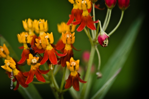 Asclepias Embrace - Fine Art Photography Print, Limited Edition Photography,  Luxury Photography Art,  Giclée Photography,  Art Photography Investment