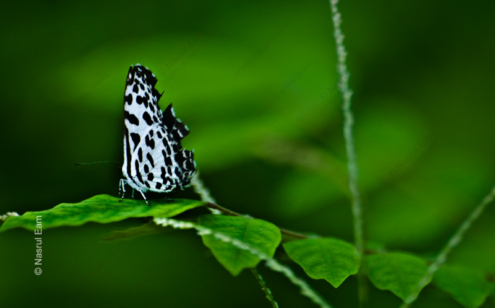 Dalmatian Butterfly on Emerald - Fine Art Photography Print, Limited Edition Giclée, Luxury Photography Art,  Art Photography Investment,  Museum-Quality Print
