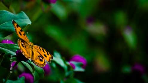 Golden Sentinel - Fine Art Photography Prints, Limited Edition Photography Art, Luxury Photography Art, Museum-Quality Photography, Art Photography for Collectors