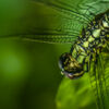Emerald Wings - Fine Art Photography Print, Limited Edition Giclée, Macro Photography, Dragonfly Photography, Art Photography for Sale
