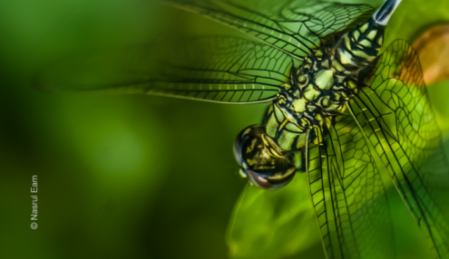 Emerald Wings - Fine Art Photography Print, Limited Edition Giclée, Macro Photography, Dragonfly Photography, Art Photography for Sale