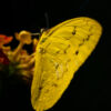 Golden Wing, Dark Embrace - Fine Art Photography Print, Limited Edition Photography,  Luxury Photography Art, Giclée Photography, Butterfly Photography