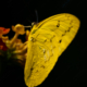 Golden Wing, Dark Embrace - Fine Art Photography Print, Limited Edition Photography,  Luxury Photography Art, Giclée Photography, Butterfly Photography